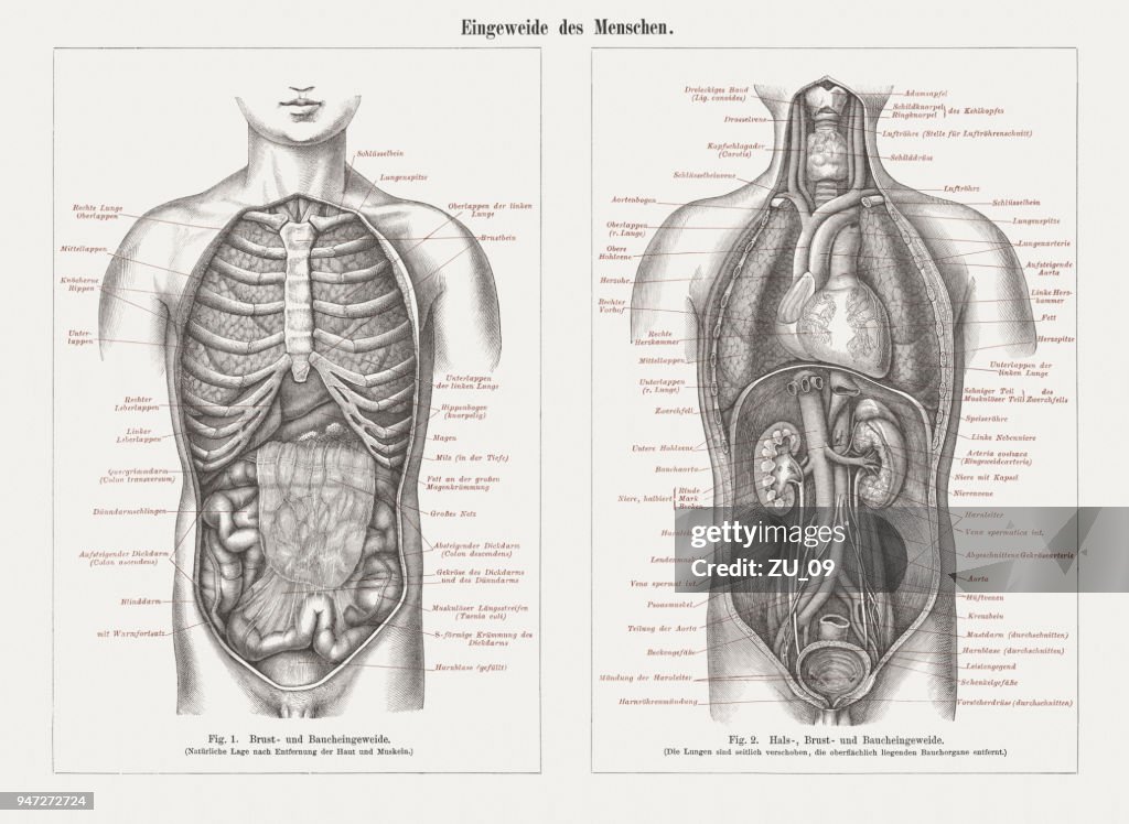 Interne organen in de menselijke anatomie, houtsnijwerk, gepubliceerd in 1897