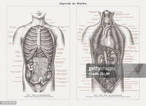 internal organs in human anatomy, wood engravings, published in 1897 - carotid artery stock illustrations