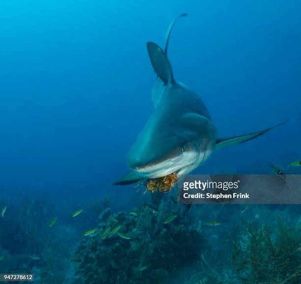 a reef shark grabs a free meal during a shark dive in the waters near roatan, honduras - caribbean reef shark imagens e fotografias de stock