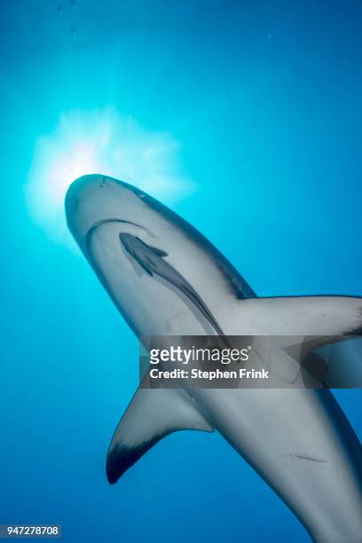 a sharksucker clings to the underside of a caribbean reef shark, honduras. - symbiotic relationship stock pictures, royalty-free photos & images