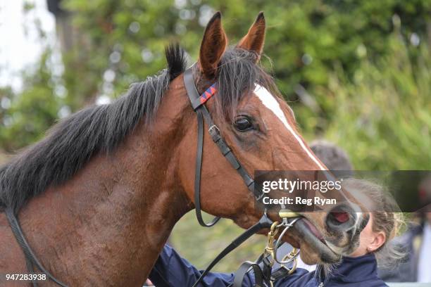 Zuers after winning the Geelong Homes F&M Maiden Plate, at Geelong Racecourse on April 17, 2018 in Geelong, Australia.