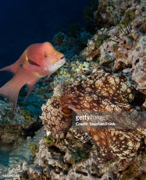 streamer hogfish, a type of wrasse,  swims  by a well-camouflaged galapagos octopus. - socorro island stock pictures, royalty-free photos & images