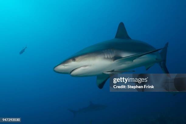 caribbean reef shark, roatan. - chondrichthyes stock pictures, royalty-free photos & images