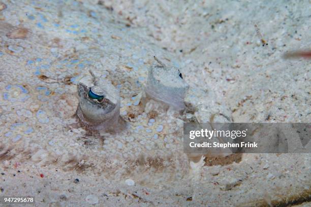 close up of peacock flounder (bothus mancus). - utila honduras stock pictures, royalty-free photos & images