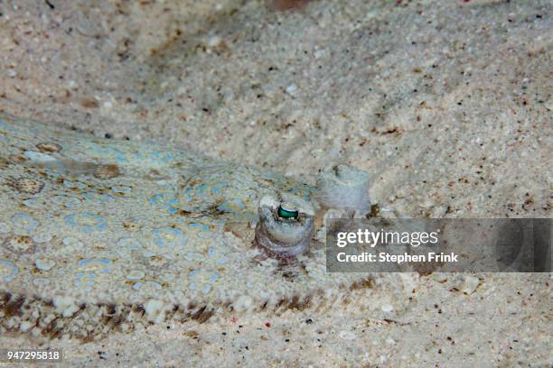 close up of peacock flounder (bothus mancus). - utila honduras stock pictures, royalty-free photos & images