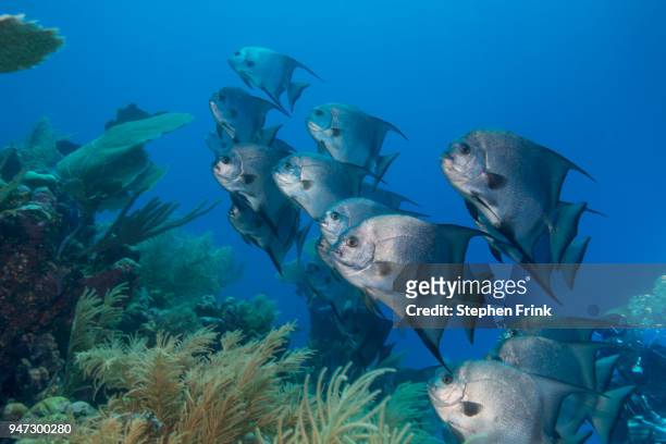 a school of atlantic spadefish (chaetodipterus faber) on a coral reef in utila, bay islands. - utila honduras stock pictures, royalty-free photos & images