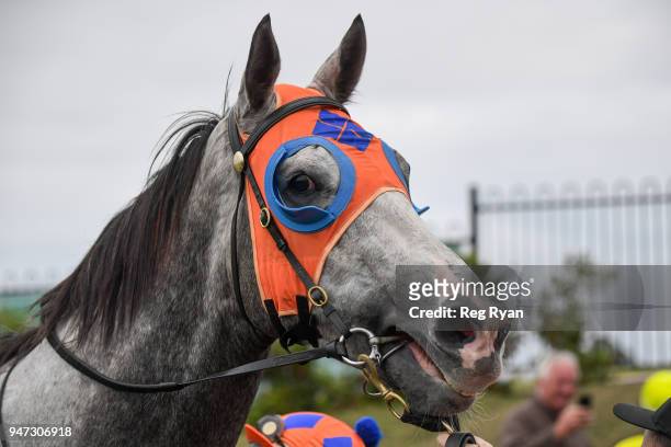 What a Hoot after winning the Prestige Jayco 30th Anniversary BM64 Handicap, at Geelong Racecourse on April 17, 2018 in Geelong, Australia.