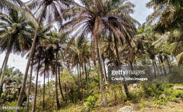 île de room en guinée - conakry stock-fotos und bilder