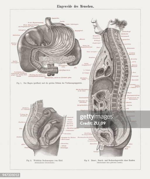 illustrazioni stock, clip art, cartoni animati e icone di tendenza di organi interni in anatomia umana, incisioni in legno, pubblicati nel 1897 - intestino crasso umano