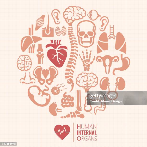 illustrations, cliparts, dessins animés et icônes de montage des organes internes - gros intestin humain