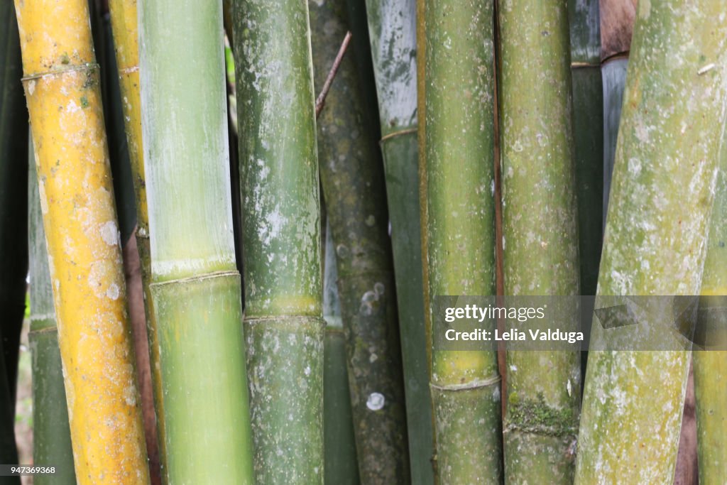 Bambusa Tuldoides - bamboo stalk