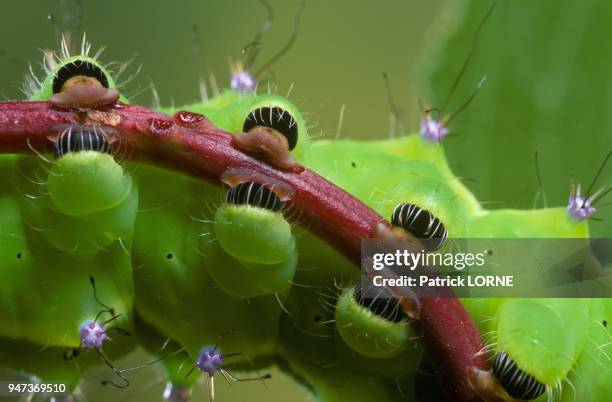 Caterpillar larva of Giant peacock moth Europe.