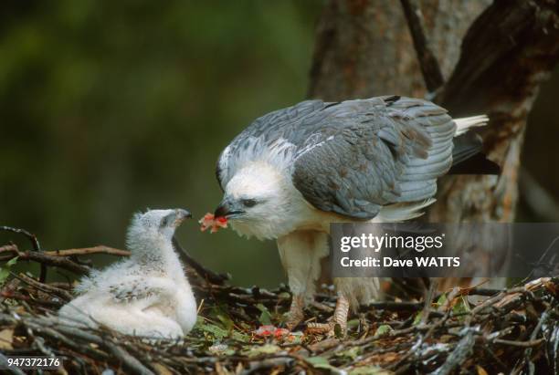 Pygargue blagre , adulte donnant à manger à ses petits, Tasmanie, Australie.