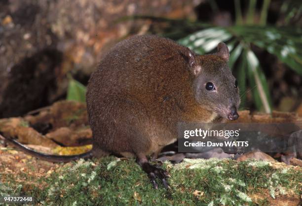 Kangourou-rat musquee , Australie.