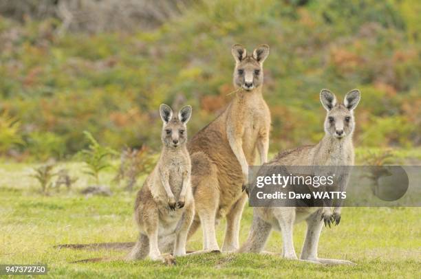 Forester Kangaroo Macropus giganteus Family group Photographed in Tasmania, Australia.