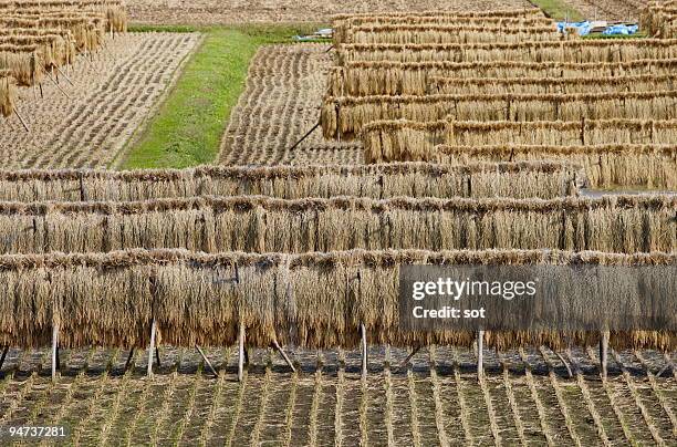 Paddy Stack 780 Drying Paddy Stock Photos, High-Res Pictures, and Images - Getty Images