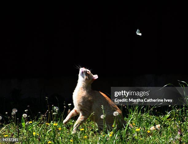 cat chasing butterfly - chasing butterflies stock pictures, royalty-free photos & images