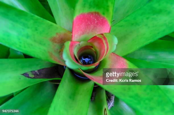 bromelia is a botanical genus belonging to the family bromeliaceae, subfamily bromelioideae, although it is common to name with the same name the species of other genera of the same family - bromeliaceae 個照片及圖片檔