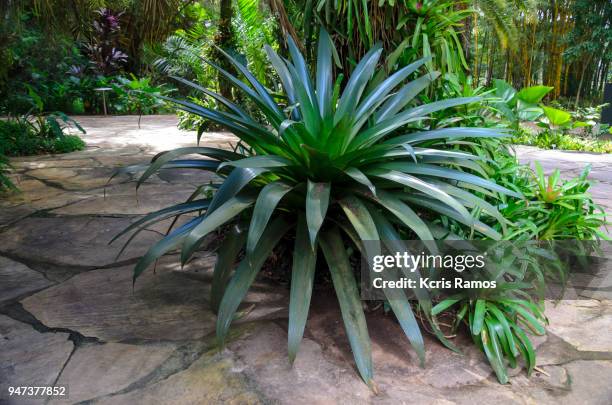 bromelia is a botanical genus belonging to the family bromeliaceae, subfamily bromelioideae, although it is common to name with the same name the species of other genera of the same family - bromeliaceae stockfoto's en -beelden