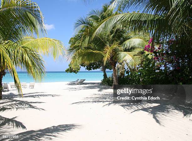 palm trees on beach in negril, jamaica - jamaica fotografías e imágenes de stock