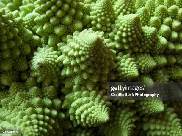 detail of romanesco broccoli - macrofotografia foto e immagini stock