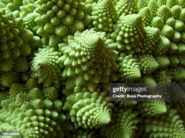 detail of romanesco broccoli - leaves spiral stock pictures, royalty-free photos & images