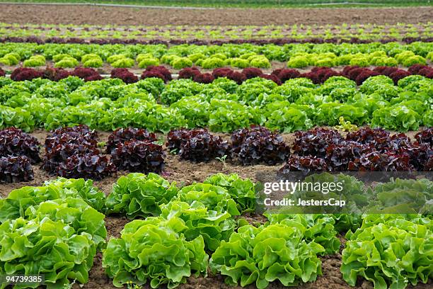 salat field - plantage stock-fotos und bilder