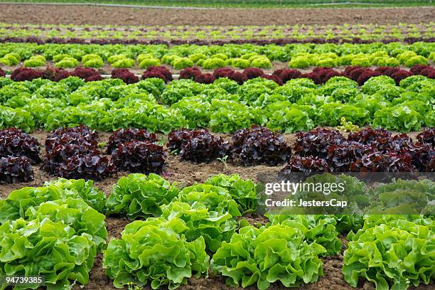 lettuce field - lettuce stock pictures, royalty-free photos & images