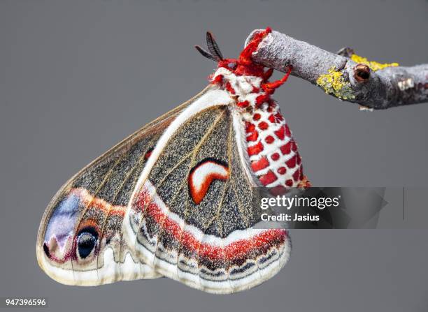 hyalophora cecropia – cecropia moth - cecropia moth stockfoto's en -beelden