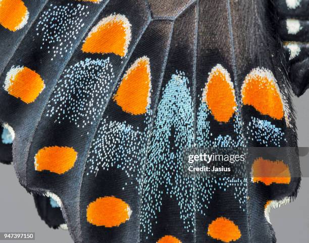 papilio troilus – spicebush swallowtail - orange butterfly stock pictures, royalty-free photos & images