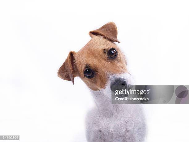 intrigued - dog stock pictures, royalty-free photos & images