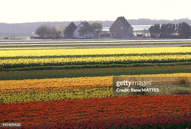 CHAMPS DE FLEURS, HOLLANDE.