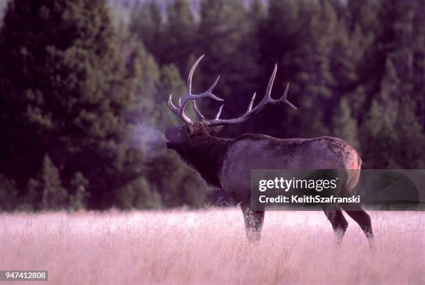 alces de bull bramando en pradera helada - bramar fotografías e imágenes de stock