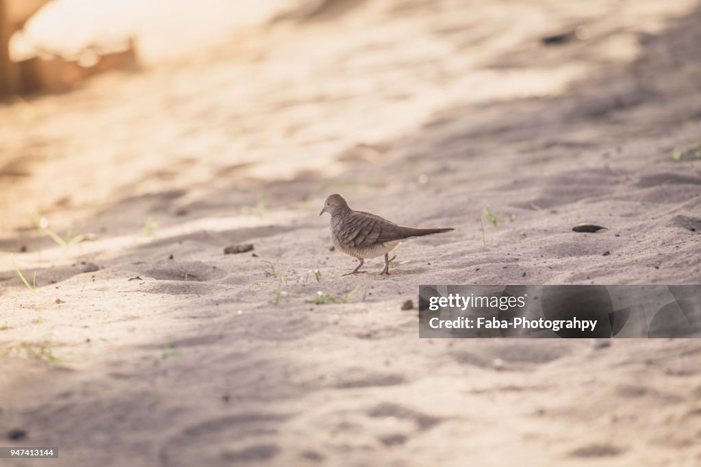 Pink Pigeon On Mauritius