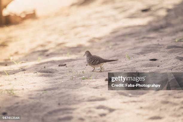 pink pigeon on mauritius - mauritius pink pigeon stock pictures, royalty-free photos & images
