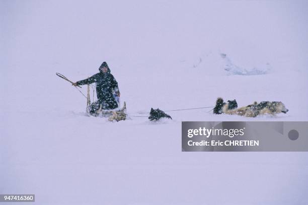 Durant le long hiver arctique, les groenlandais de la cote-est du Groenland utilisent toujours leurs chiens pour se deplacer, chasser ou pecher....