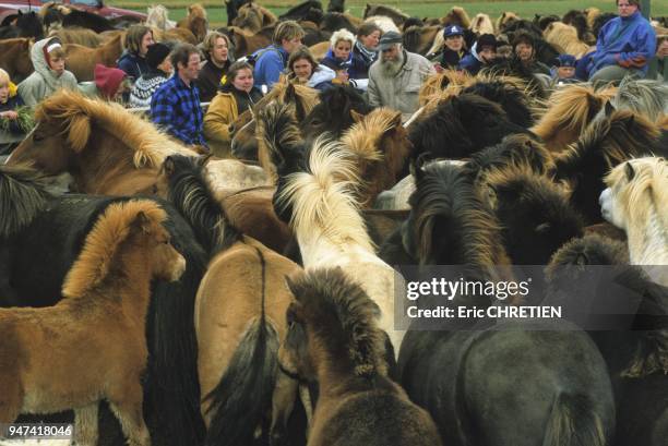 Apres la transhumance d'automne, les fermiers font entrer les chevaux, par trentaine, dans le rond central du parc de selection afin de les trier par...