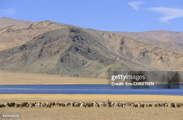 NOMAD CHILDREN ON BIKES KEEPING A WATCH ON THE FAMILY'S FLOCK OF OVIDAE, LAKE TOLBO NUUR, ALTAI RANGE, BAYAN OLGII PROVINCE, MONGOLIA.