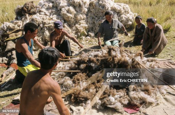 BEATING CAMEL WOOL, TRADITIONAL FELT MAKING, KHOVD PROVINCE, MONGOLIA.