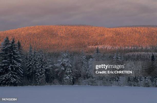 LUMIERES RASANTES AU PAYS DU PERE NOEL, REGION DE ROVANIEMI, FINLANDE.