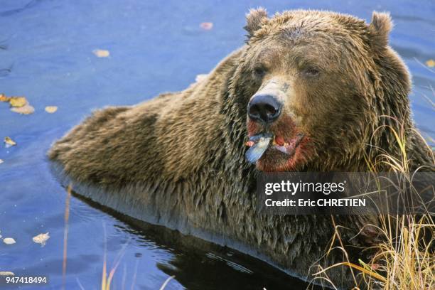 . Cet ours de 20 ans pour 600 kilos peut engloutir dans la journee plus de 60 kilos de saumons et gagner quatre kilos de graisse en 24 heures. Il est...