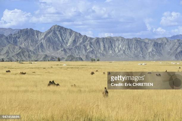 CAMELS AND YURTS IN THE HIGH GRASS AROUND BOUGAN, ARCHAANTIIN MOUNTAINS, ALTAI RANGE, KHOVD PROVINCE, MONGOLIA.