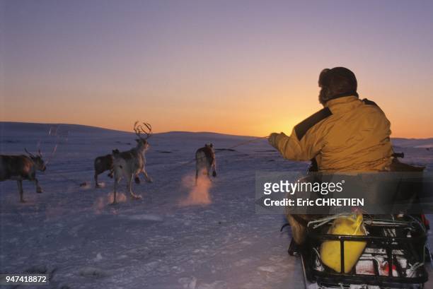 Issat, un sami de Kautokeino, attrape au lasso un renne fatigue qui terminera la migration sur un traineau. C'est toujours une operation delicate...