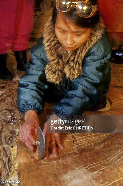 L'aide de son oulou , cette femme inuk decoupe dans une peau de phoque barbu les pieces de cuir qui serviront de semelles a la confection de kamik ....