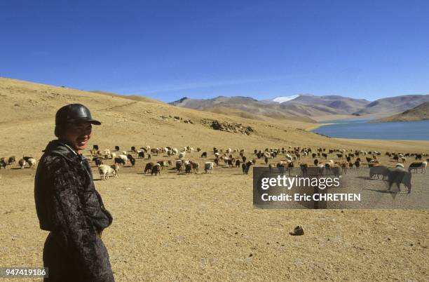 NOMAD BREEDER WITH HIS FLOCK OF OVIDAE IN FRONT OF LAKE DAROB, ASKHAT MOUNTAIN , ALTAI RANGE, BAYAN OLGII PROVINCE, MONGOLIA.