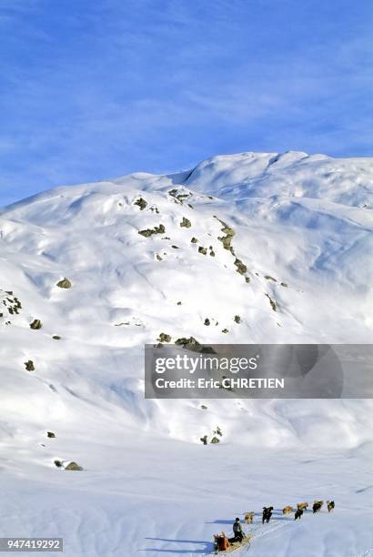 Durant le long hiver arctique, les groenlandais de la cote-est du Groenland utilisent toujours leurs chiens pour se deplacer, chasser ou pecher....