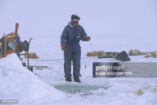 Ce groenlandais peche par 300 metres de fond le fletan noir via un trou creuse dans la glace du fjord. Il campe sur place pour relever tres...