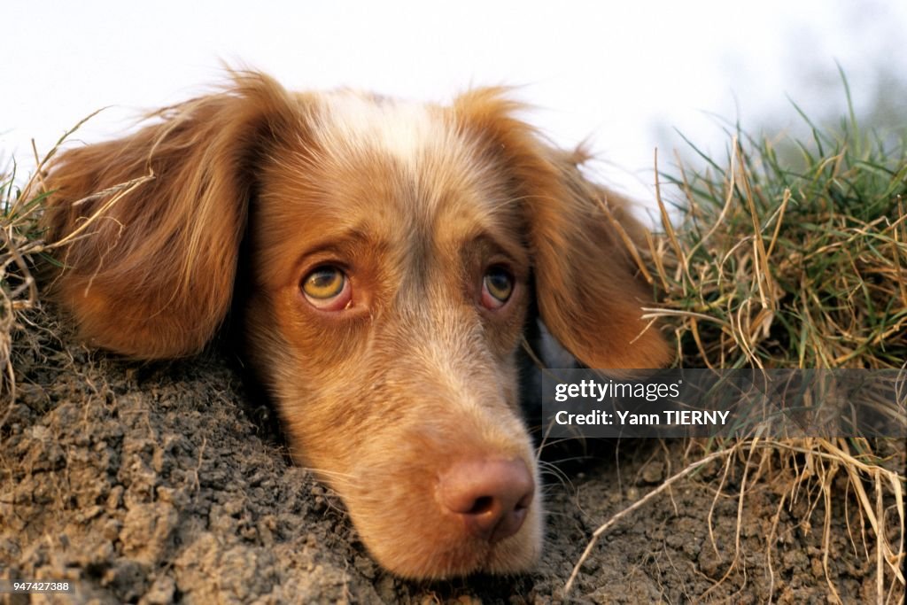 Chien de Chasse, Epagneul breton