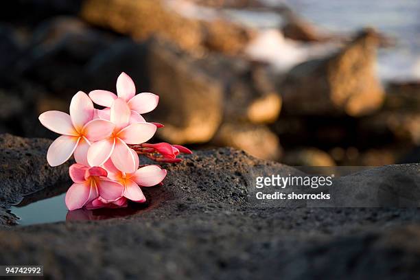 a bundle of pink flowers sitting on rocks - kauai stockfoto's en -beelden
