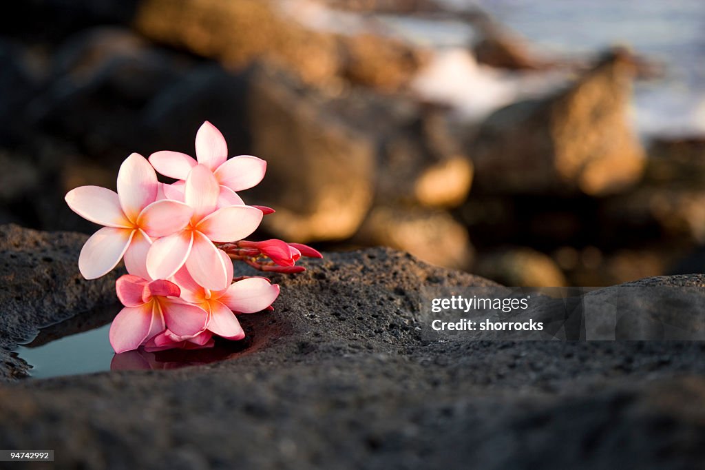 A bundle of pink flowers sitting on rocks